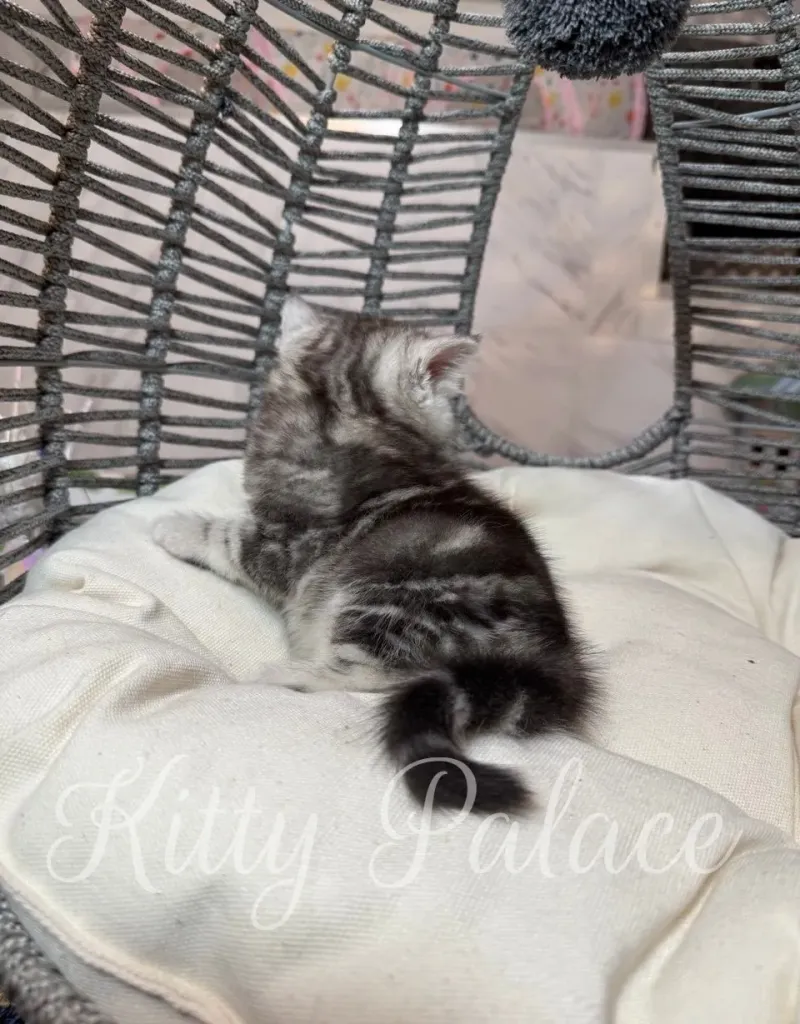 Scottish straights KItten sitting upright and looking up