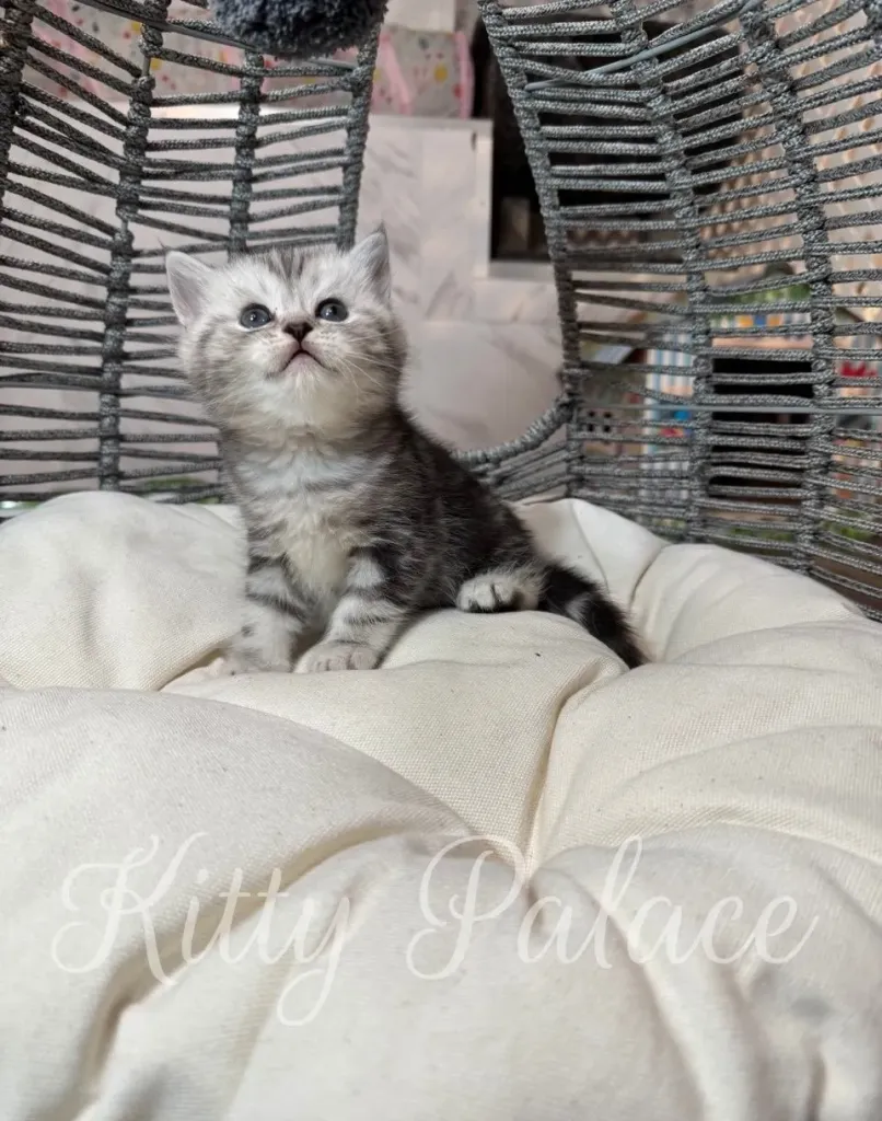 Scottish straights Oscar the kitten looking up while sitting on a cream cushion