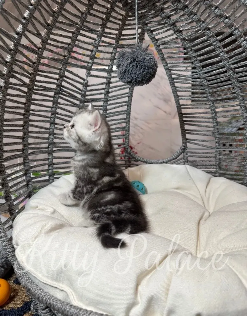 Playful kitten lying on back with paws in the air