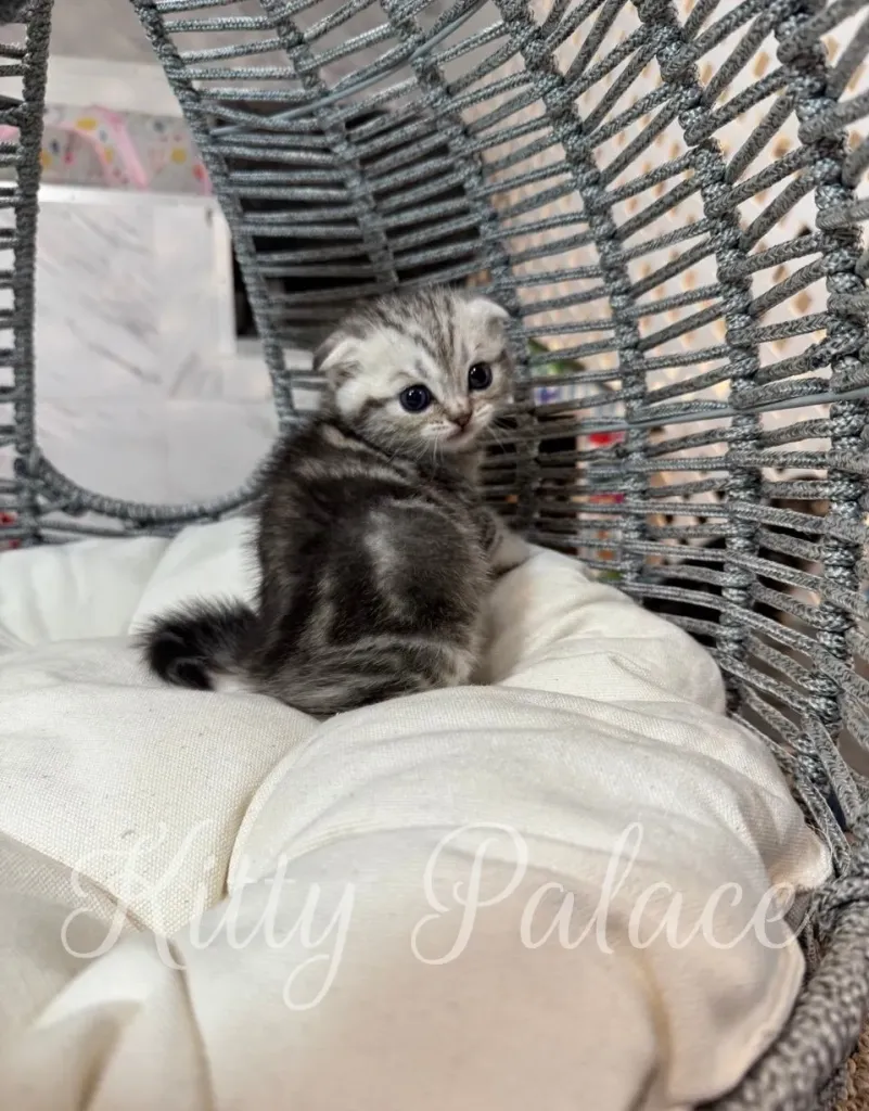 Ted the Scottish Fold turning his head with big eyes, cozy in a modern swing chair