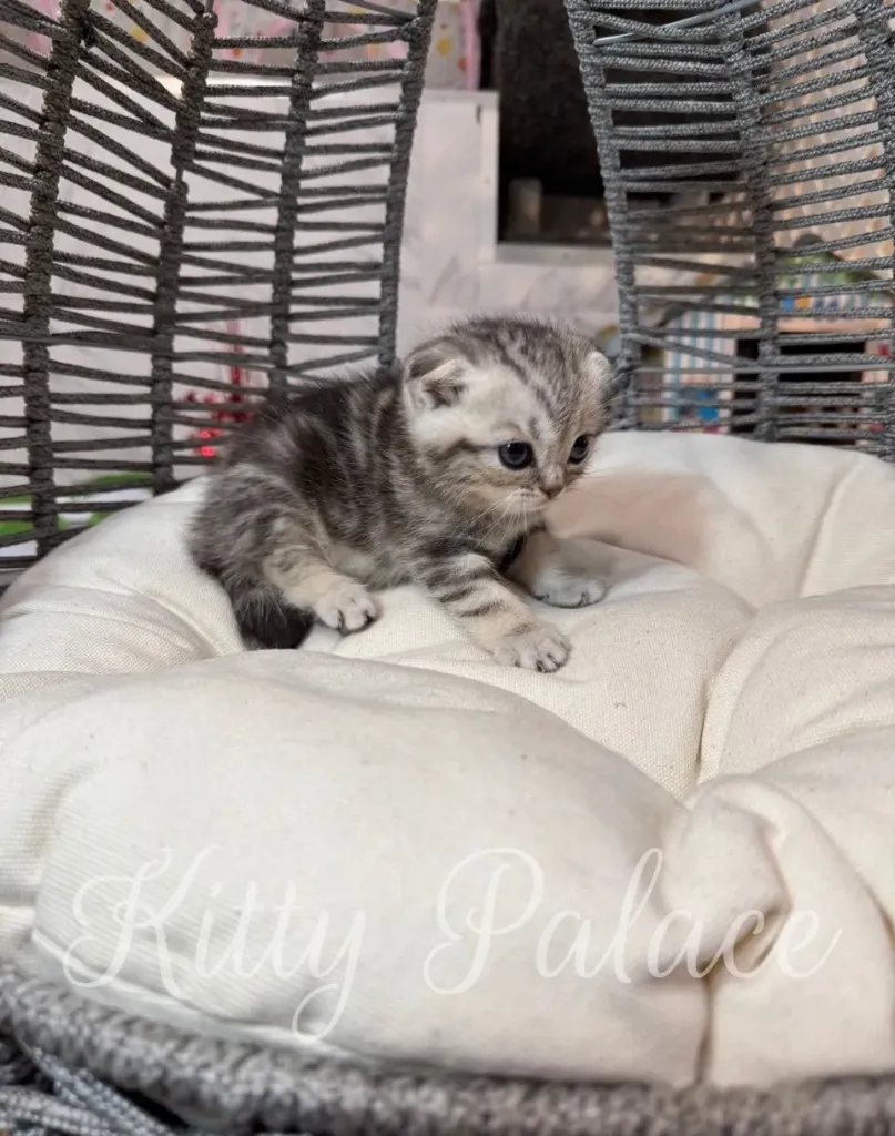 Curious silver marble kitten exploring his soft round bed