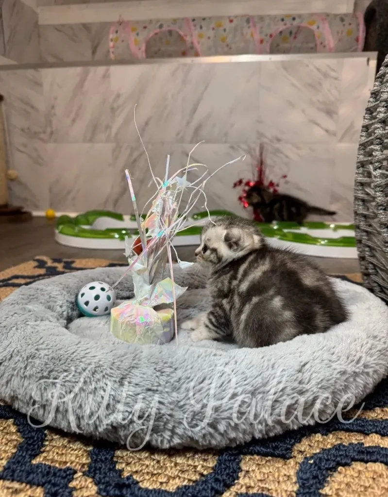 Playful kitten surrounded by toys in a fluffy gray nest
