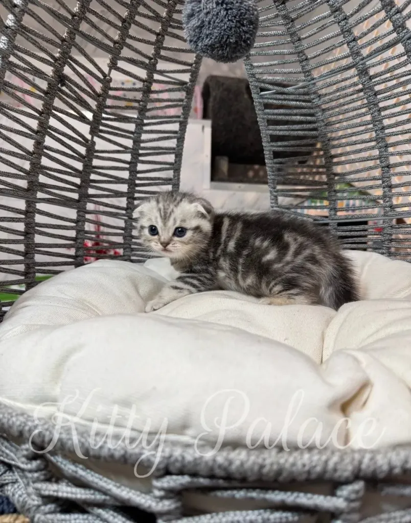 Scottish Fold cat for sale resting on a white cushion, showing classic black silver pattern