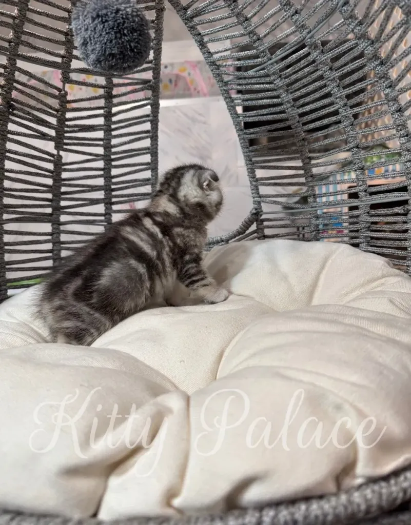 Adorable folded-ear kitten gazing up at a pompom in a rattan cat chair