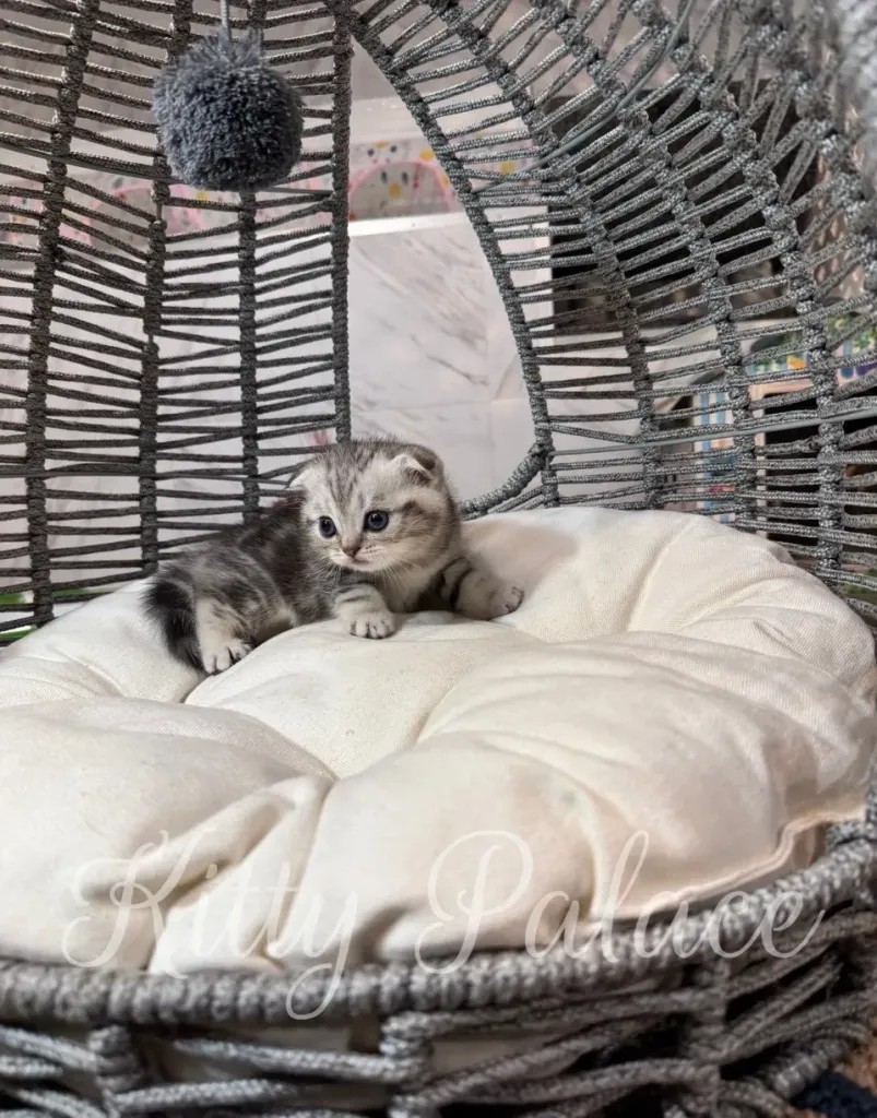 Relaxed kitten lying with folded paws, looking calm and gentle