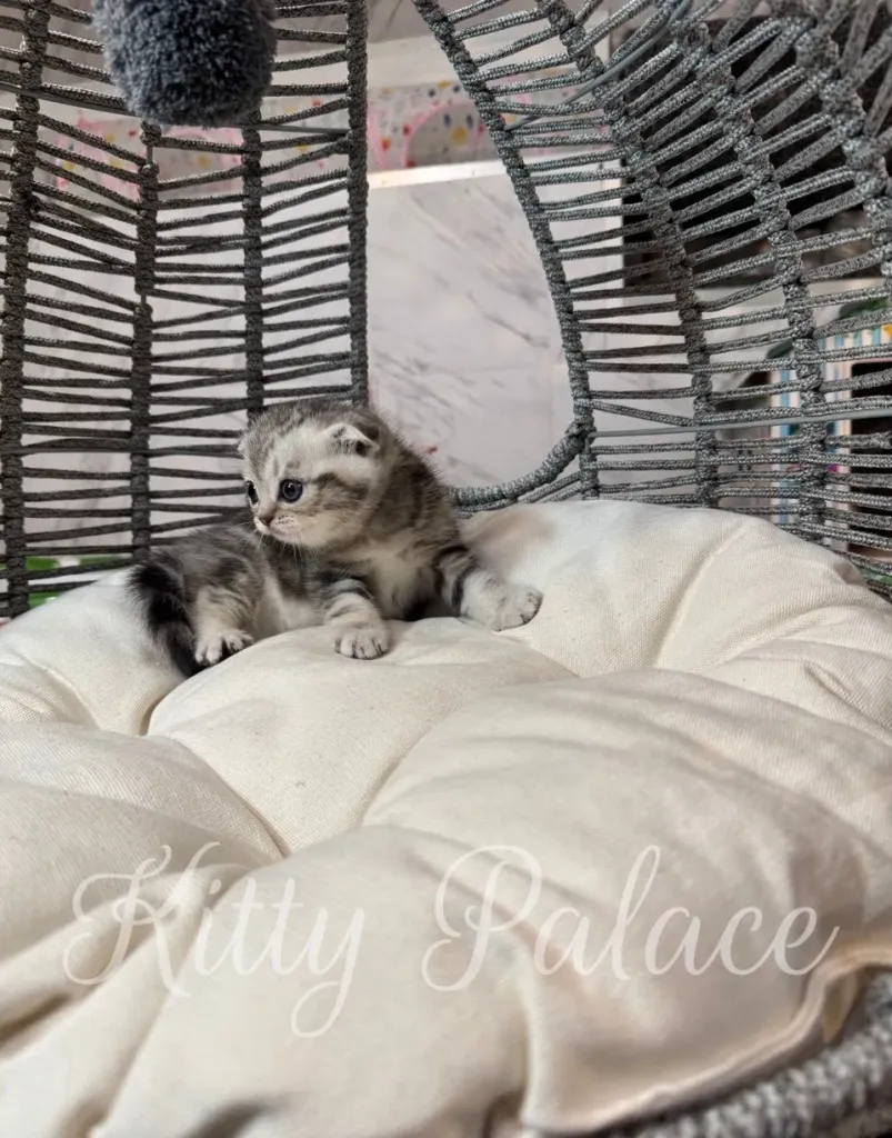 Scottish Fold kitten with silver fur lounging in a cozy cat swing