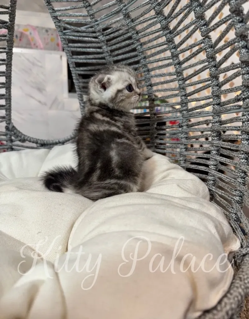 Kitten with folded ears sitting sideways on a soft white cushion, silver marble coat