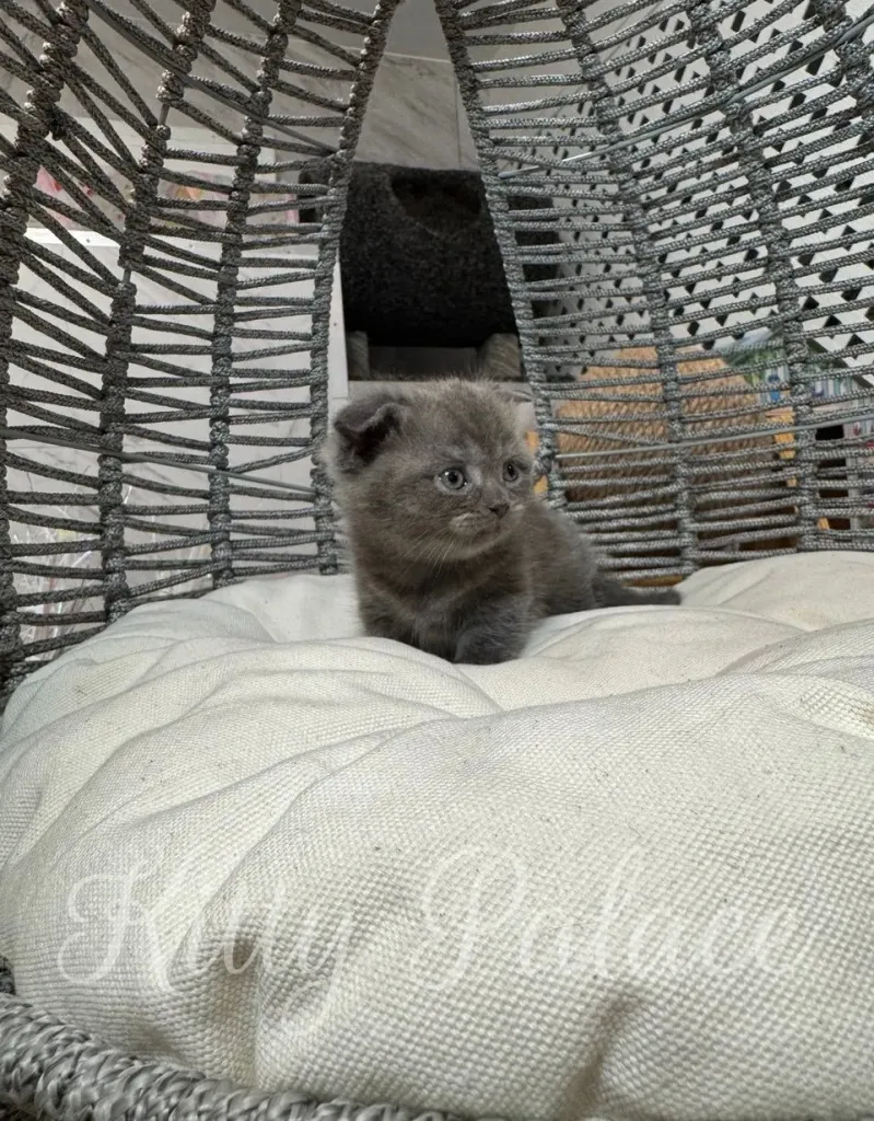 Timothy the blue Scottish Fold kitten posing on a soft pillow, looking at the camera