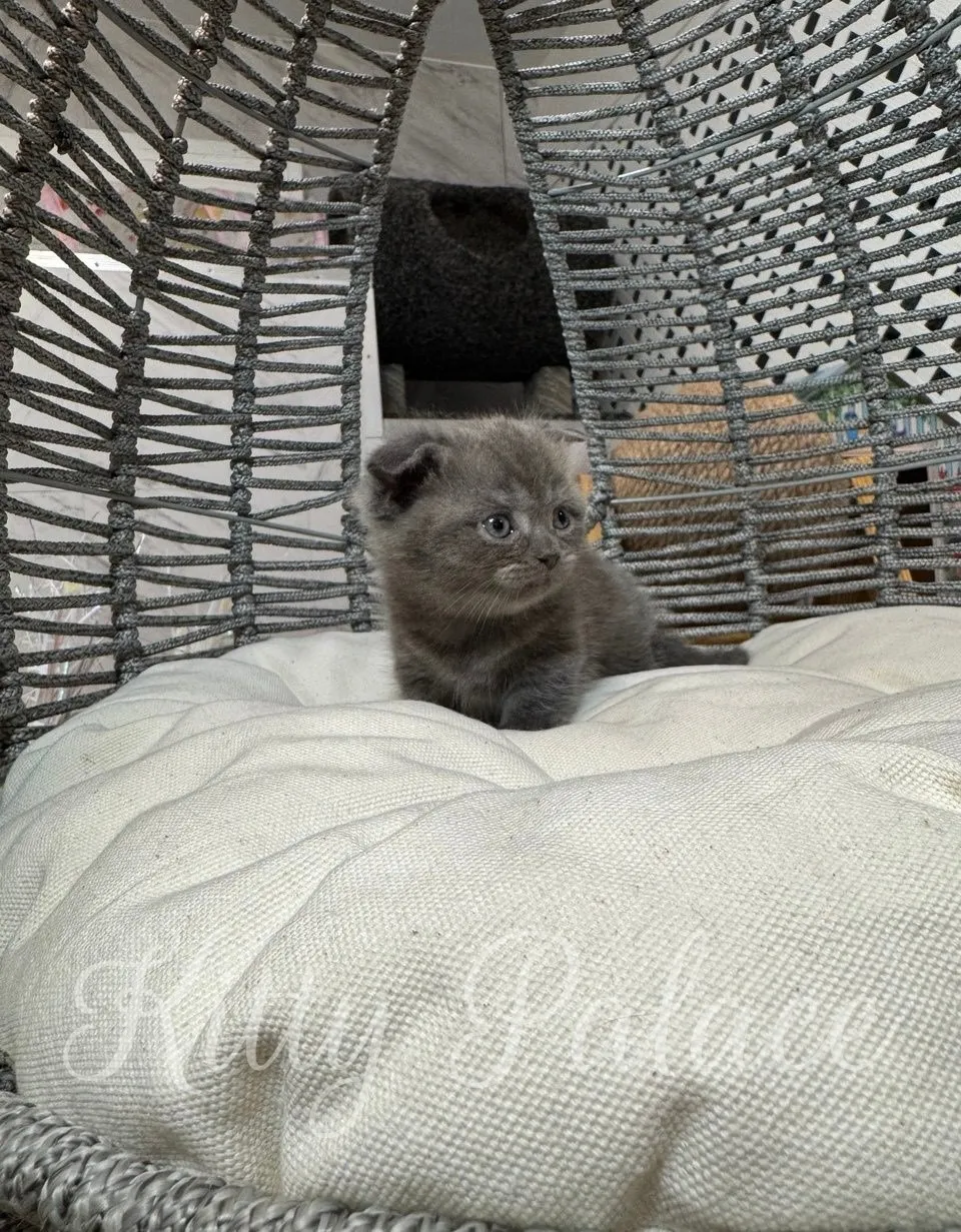 Timothy the blue Scottish Fold kitten posing on a soft pillow, looking at the camera