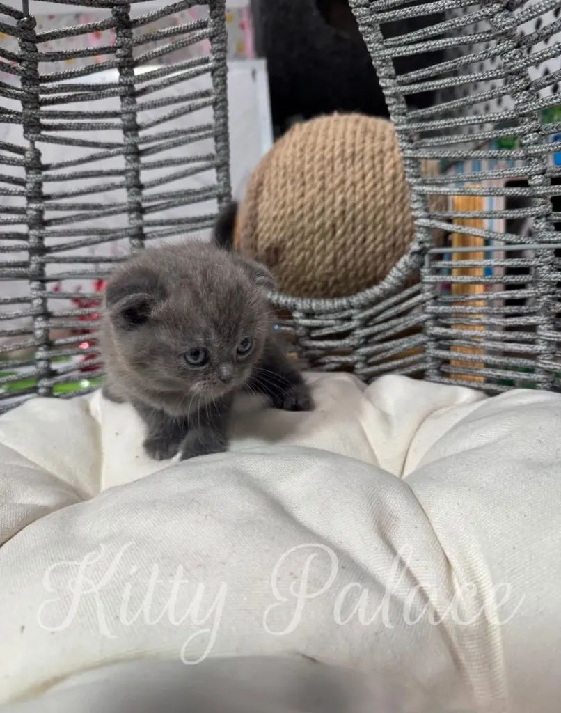 Blue Scottish Fold kitten Timothy resting comfortably on a fluffy pillow