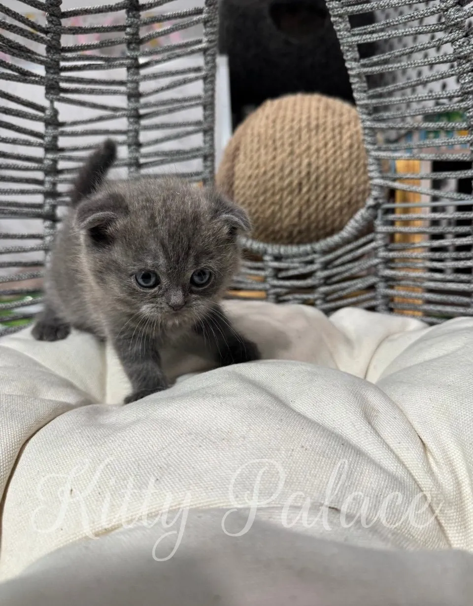 Close-up of Timothy sitting calmly on a cushion with folded ears and blue fur
