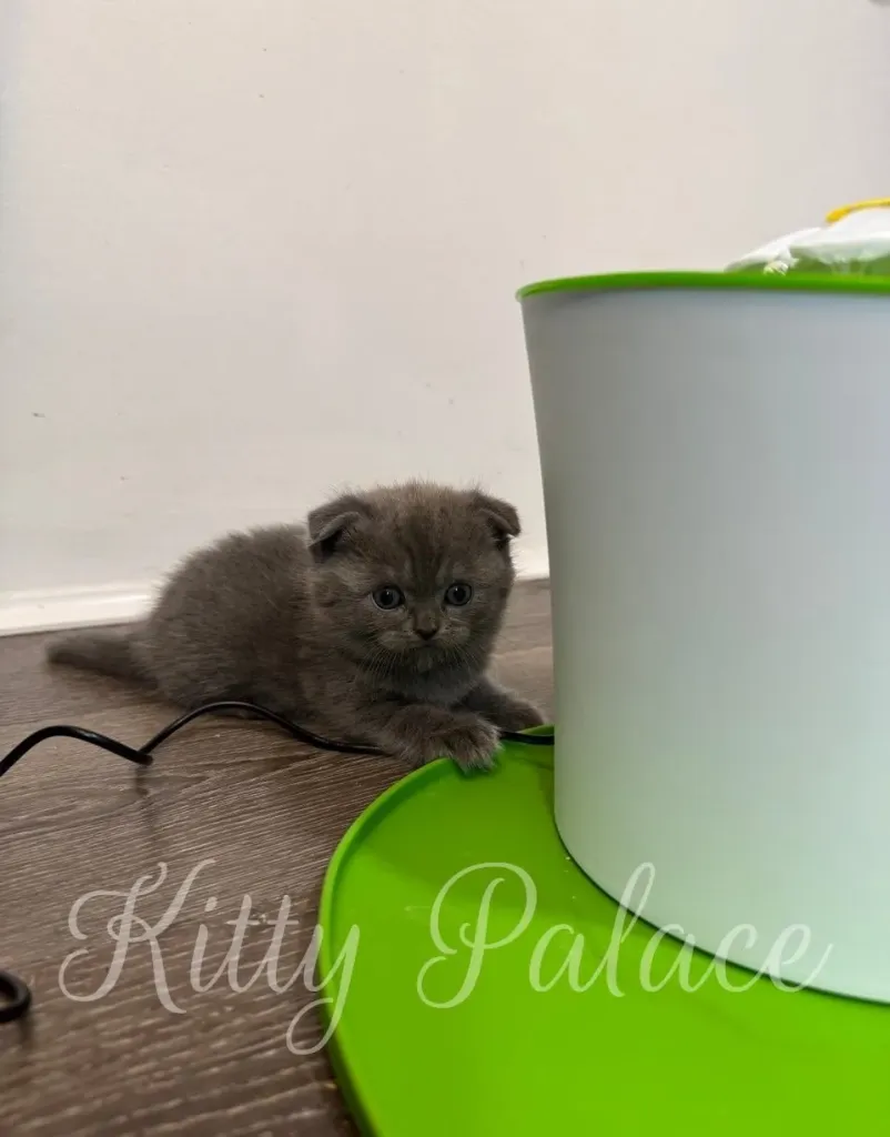 Timothy the kitten sitting upright on a floor, staring confidently at the camera