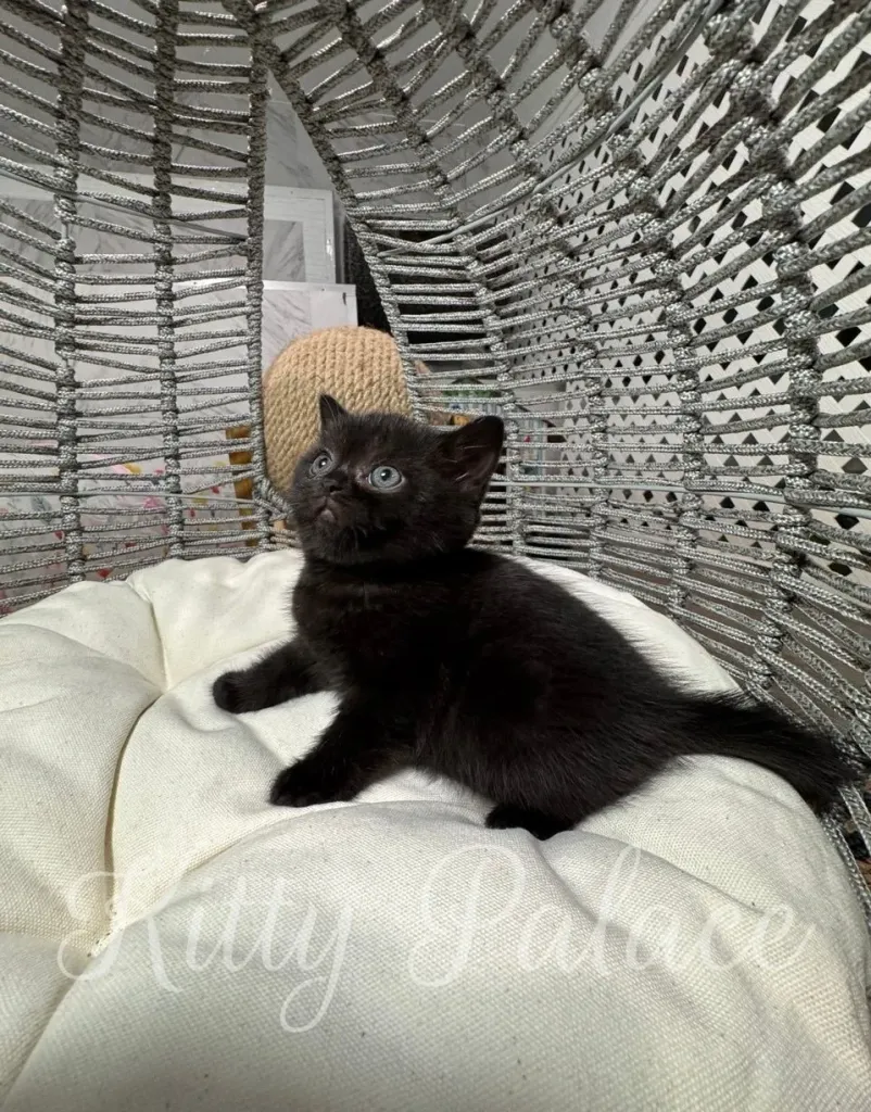 Tiny kitten with glossy black fur exploring the edge of a pillow.