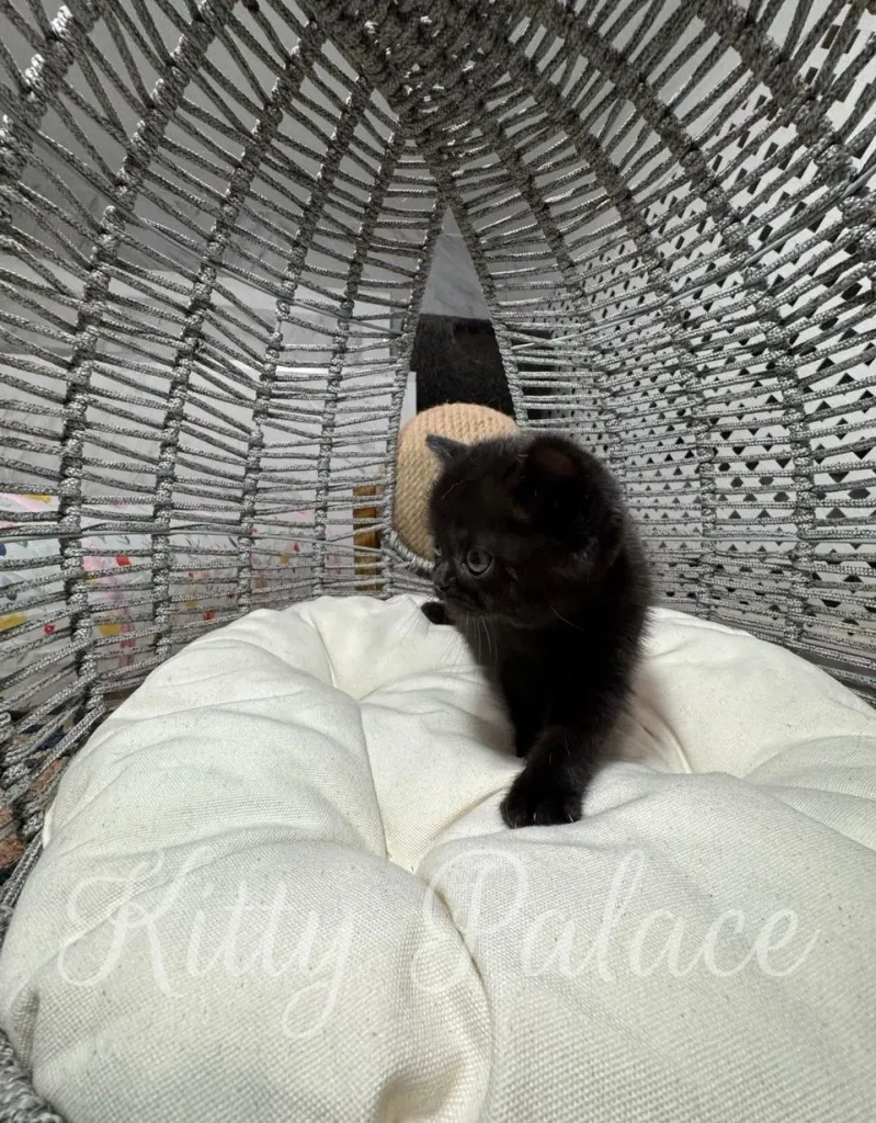 Viola relaxing comfortably, watching a toy with full attention.