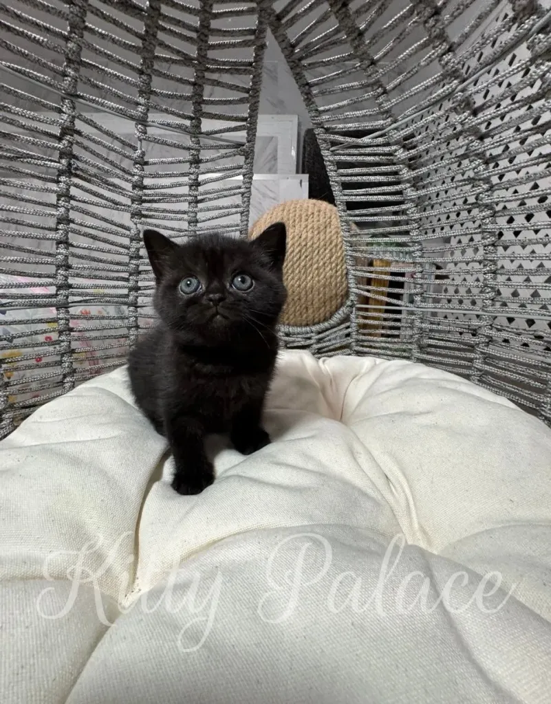 Black Scottish Straight cat Viola sitting upright with round blue eyes.