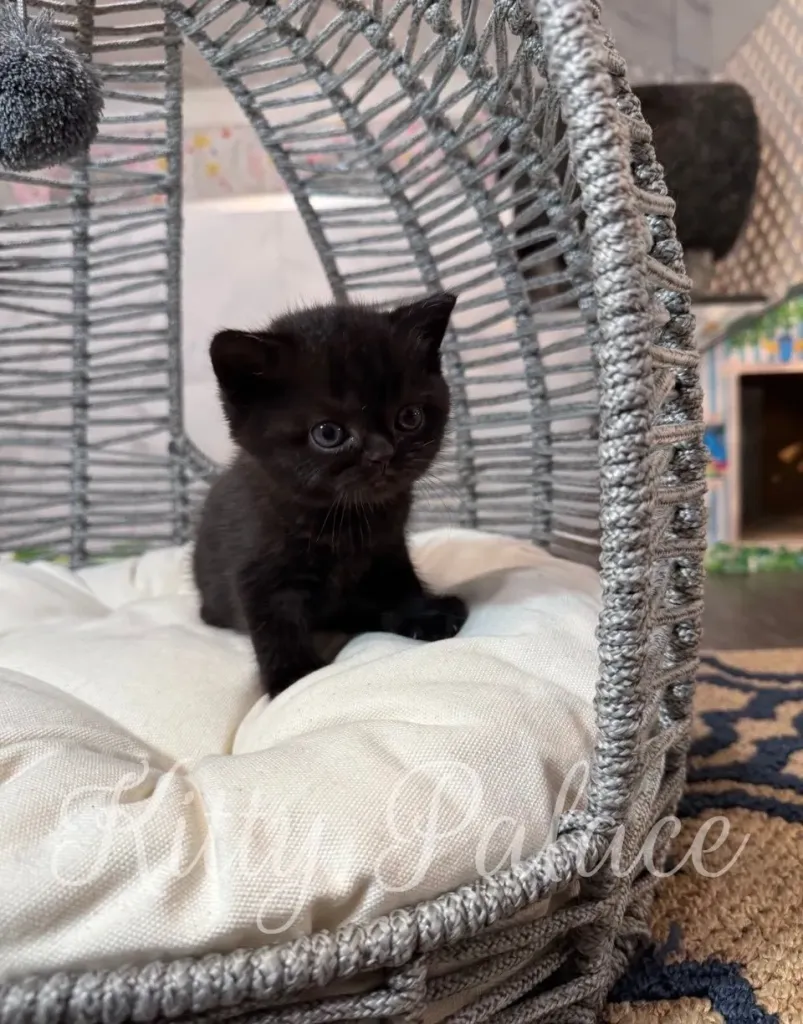Cute Viola the kitten gazes up, ears perked, in a cozy wicker chair.