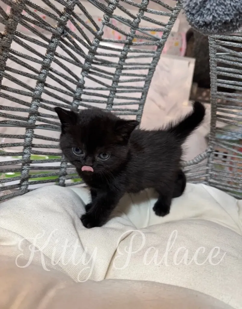 Scottish Straight kitten with deep black coat and a confident posture.