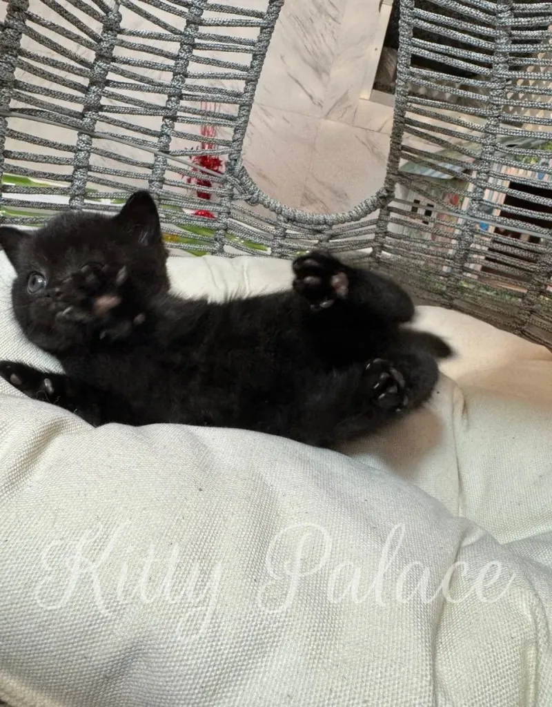 Kitten Viola inside a woven dome chair, looking curiously to the side.