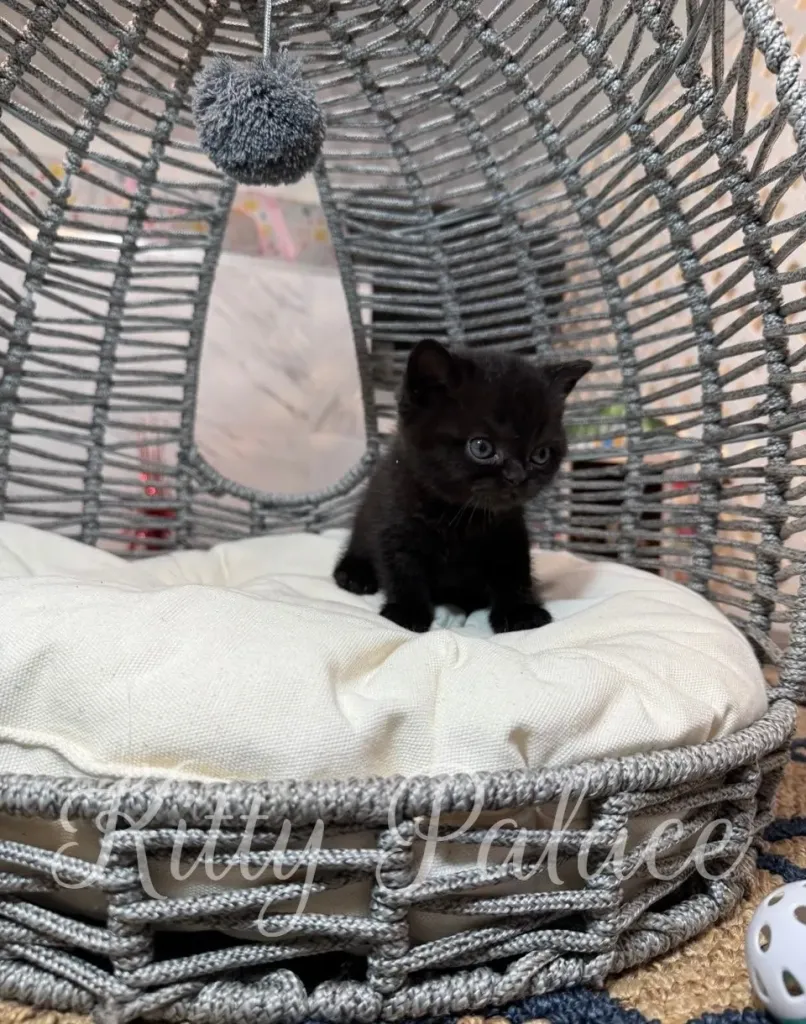 Playful black kitten stretching her paw forward with curiosity.