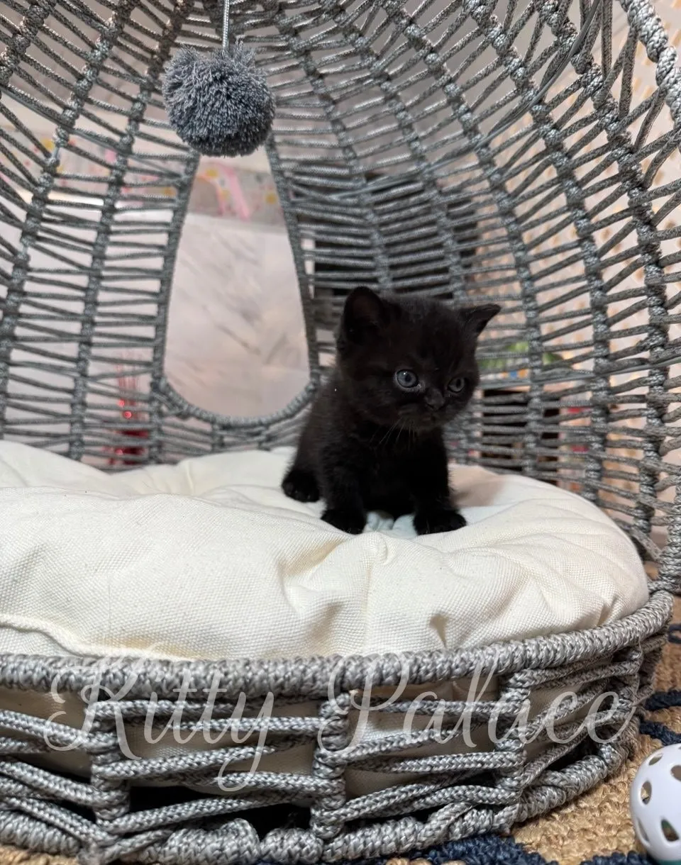 Playful black kitten stretching her paw forward with curiosity.
