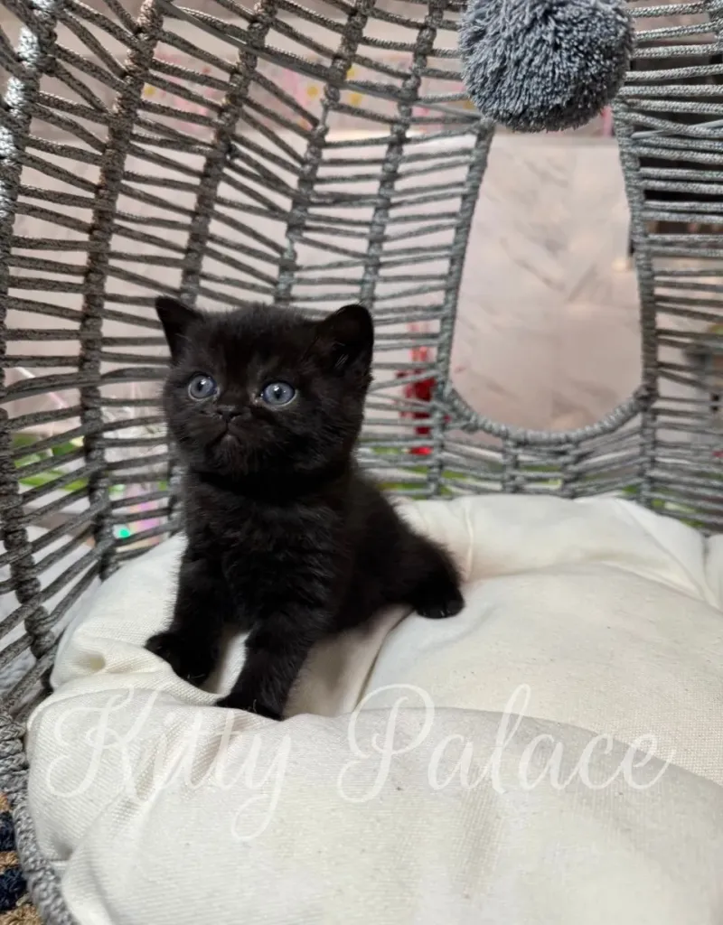 Scottish Straight kitten Viola looking up while lying on a soft white cushion.