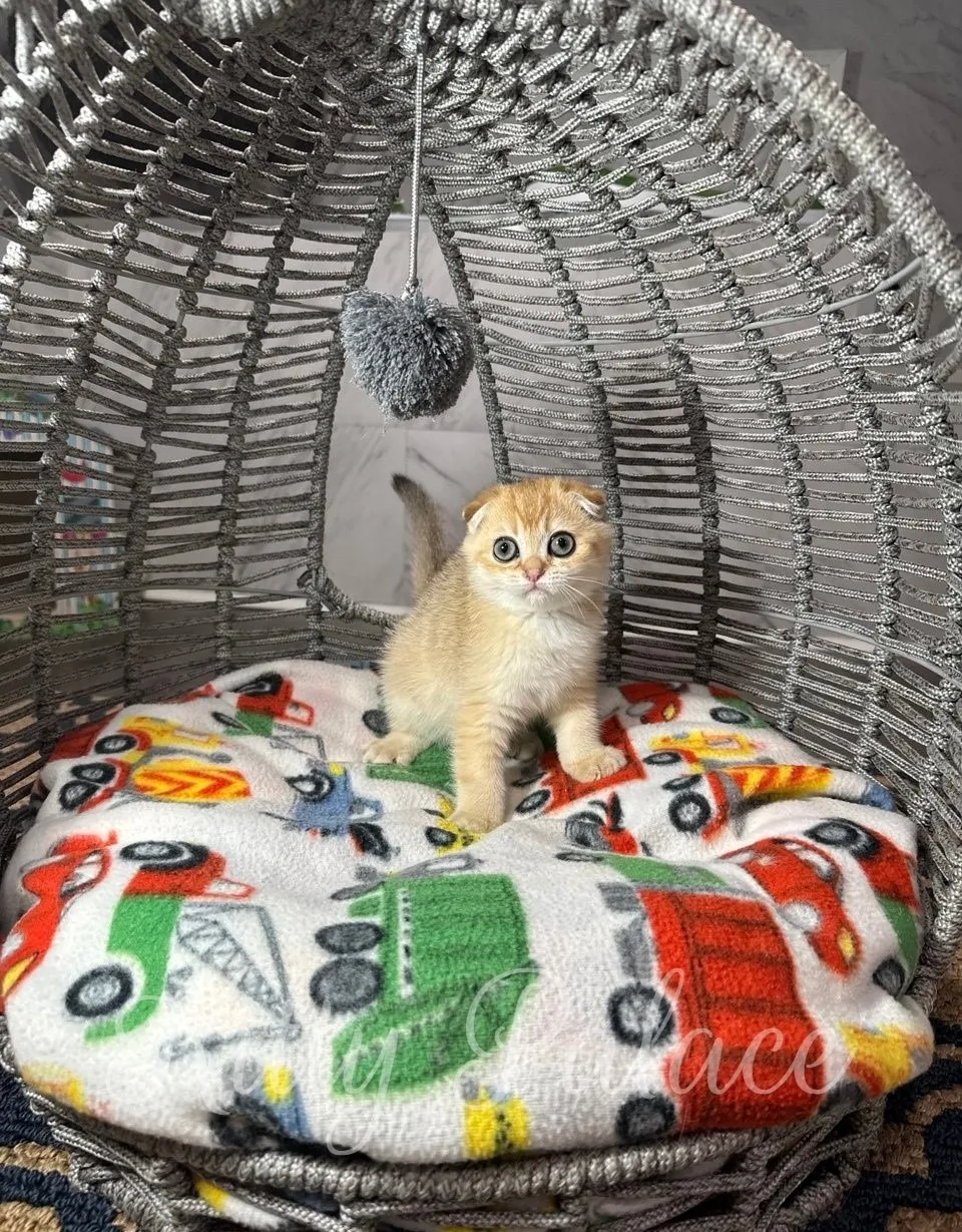 Adorable golden Scottish Fold Munchkin kitten standing on a car-patterned fleece cushion inside a cozy gray basket, staring curiously at the camera