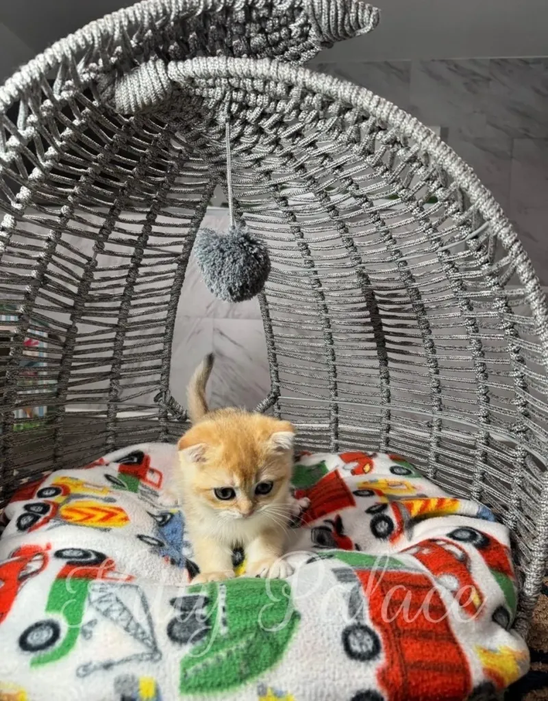 Adorable golden shaded Scottish Fold kitten curiously playing inside cozy gray rattan cat dome