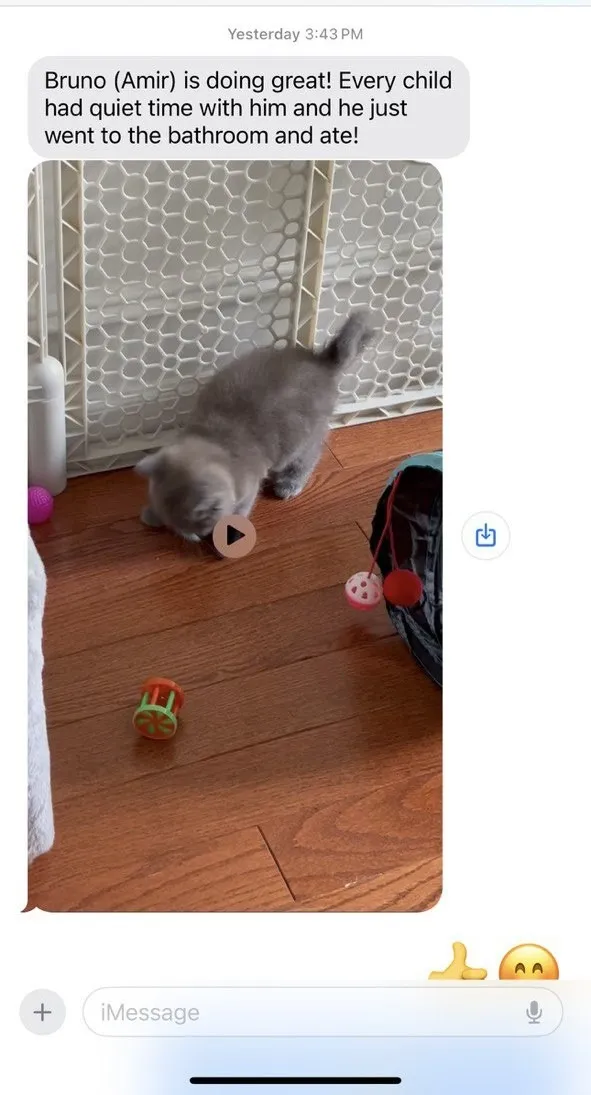 Kitty Palace Cattery - Scottish Kittens For Sale. Customer reviews
