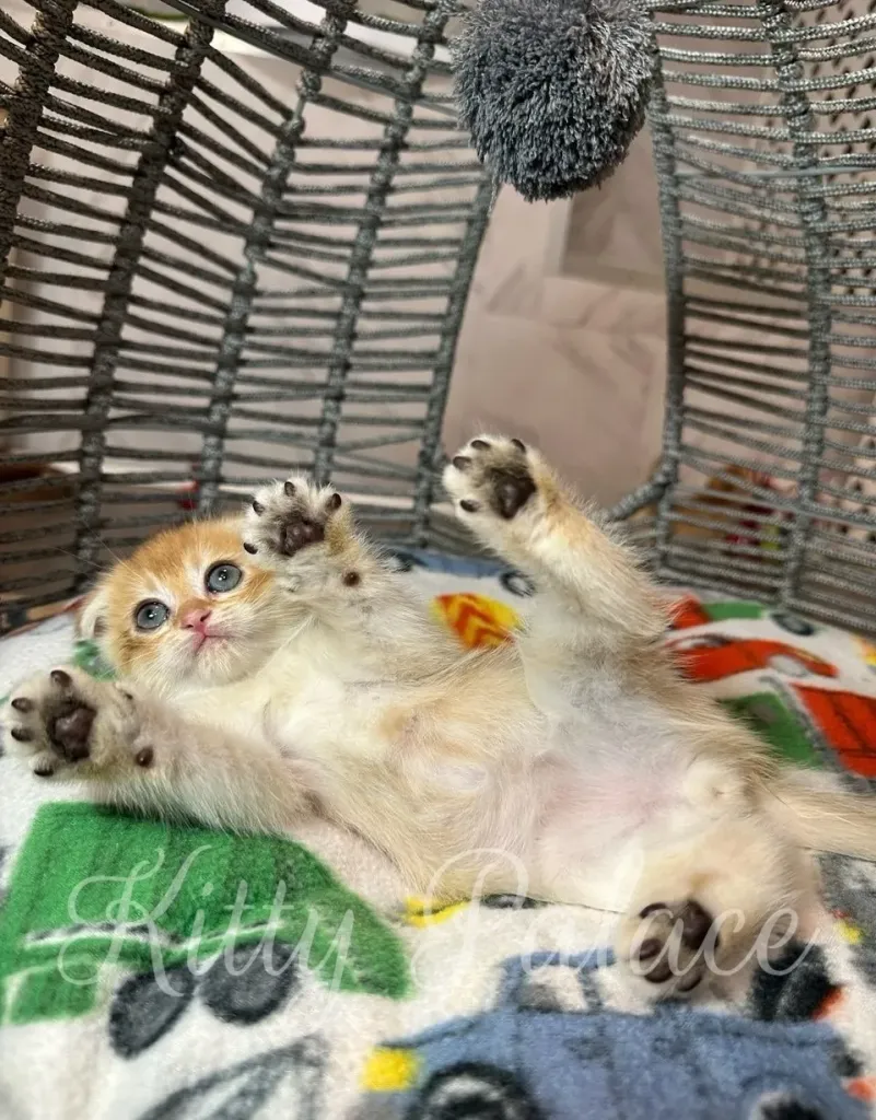 Cute Scottish Fold kitten Avon lying belly-up, playfully reaching for the pom-pom toy above him.