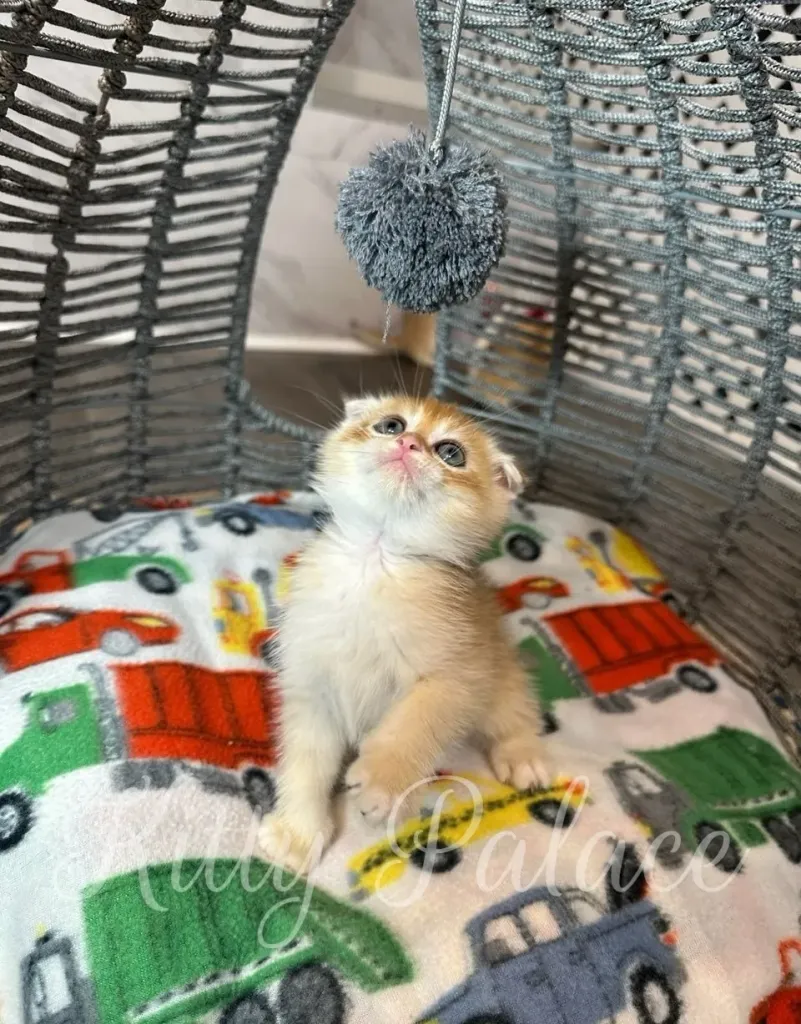Avon the kitten sitting up on his hind legs, staring intently at the hanging toy with bright eyes.