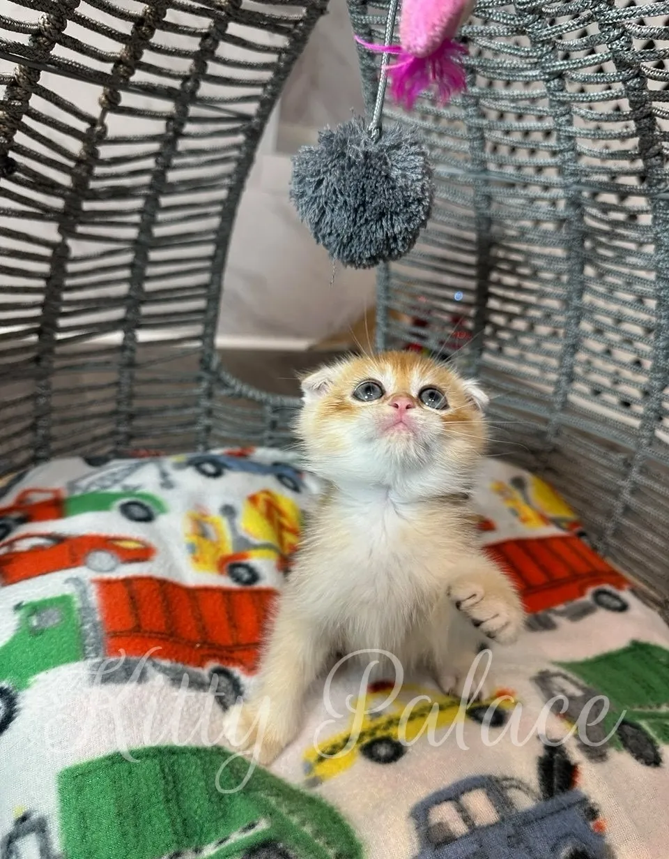 Adorable moment of Avon reaching up with one paw, eyes locked on the fluffy pom-pom above.