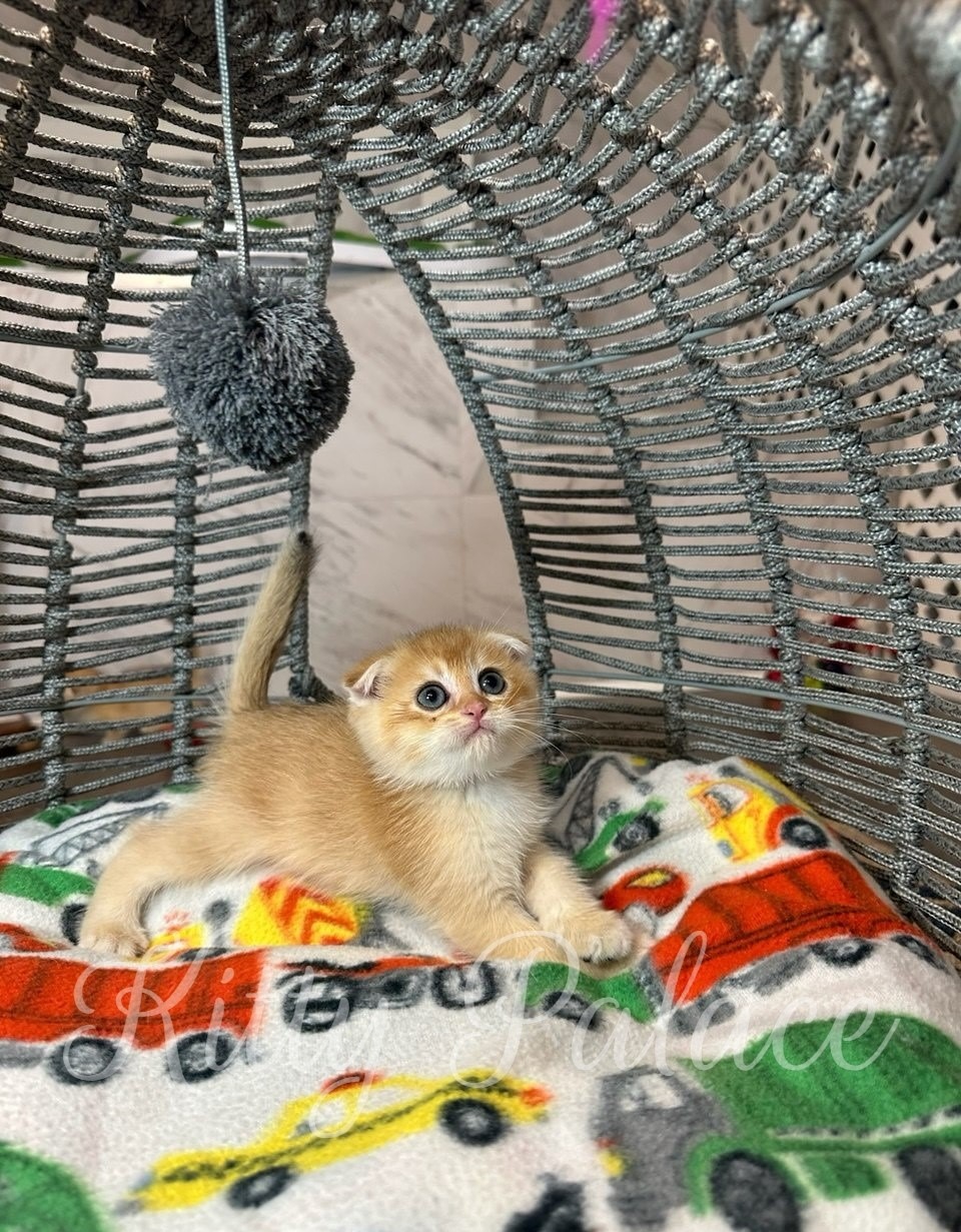 Avon - Scottish Fold Kitten for Sale, Buy Kitten in USA. Kitty Palace Cattery