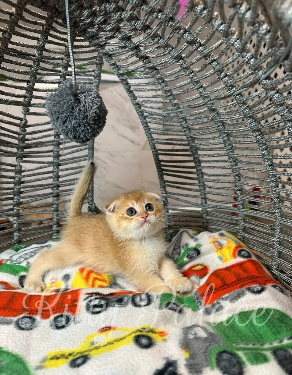 Scottish Fold kitфAvon the Scottish Fold kitten stretching out his paws while resting on a colorful blanket inside his play basket.ten Avon sitting on colorful blanket and curiously playing with a gray toy ball inside a basket