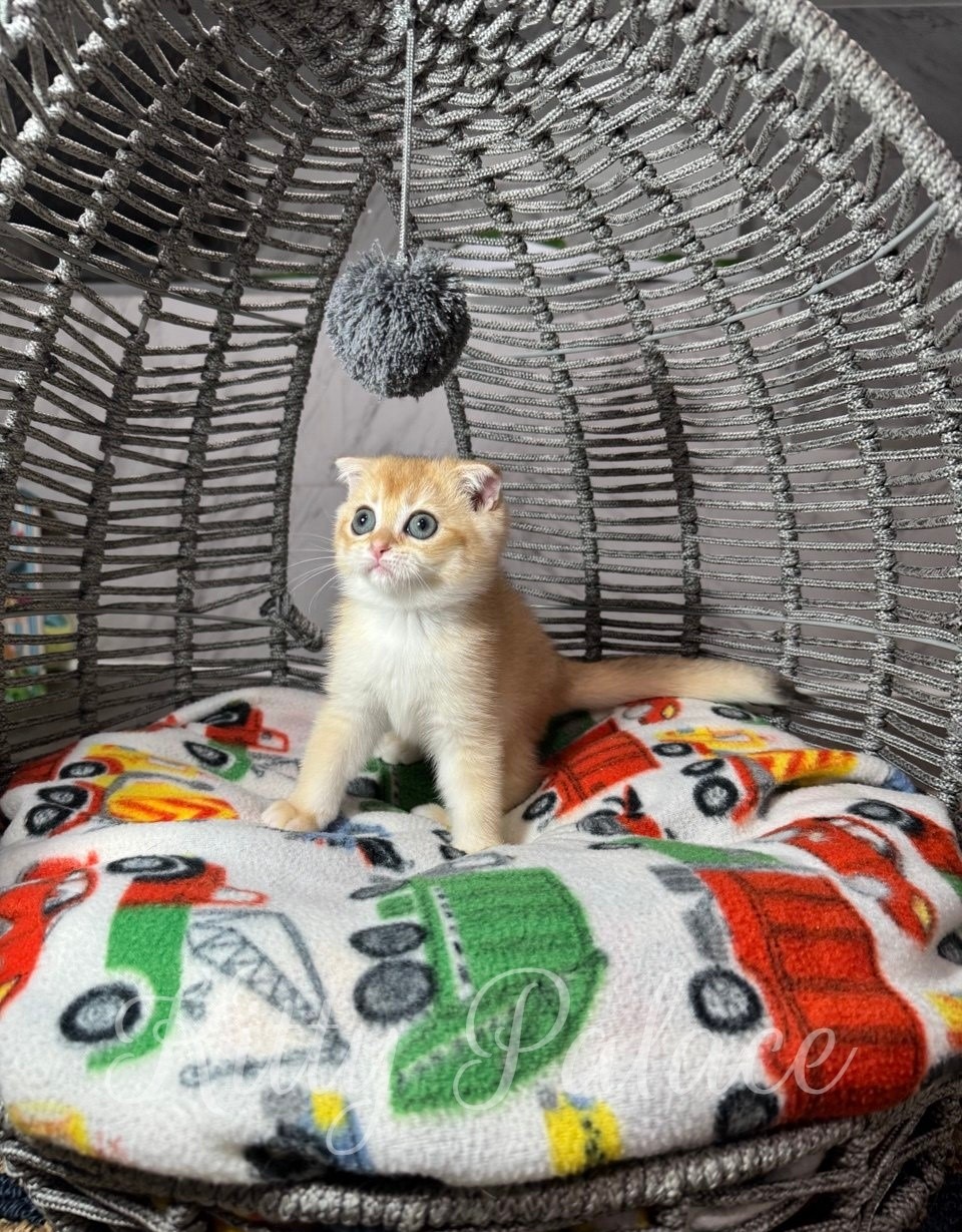Charming golden shaded kitten with folded ears sitting alertly under a hanging pompom toy