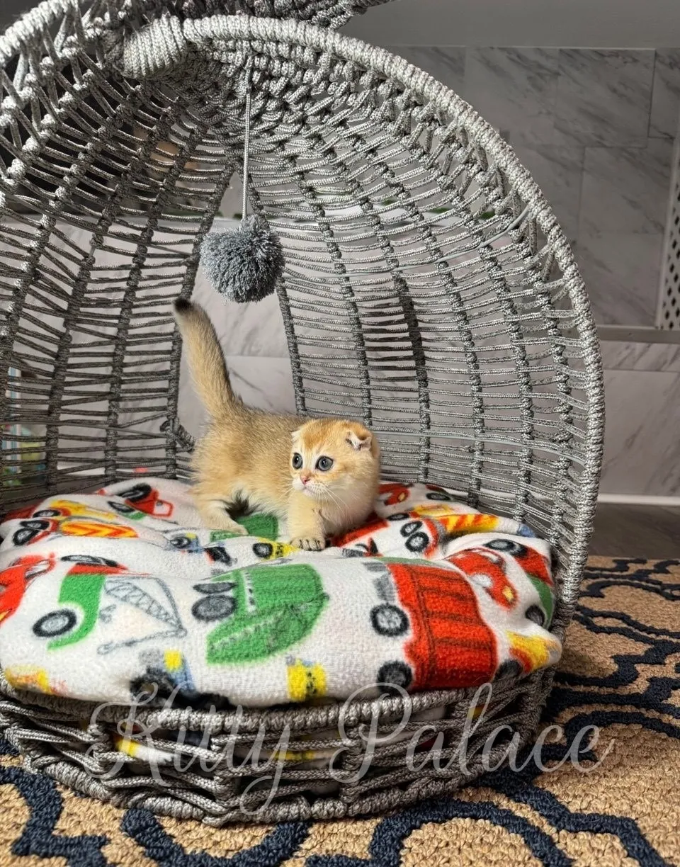 Curious Munchkin kitten with folded ears leaning forward alertly inside a basket with a fleece cushion covered in cartoon vehicles
