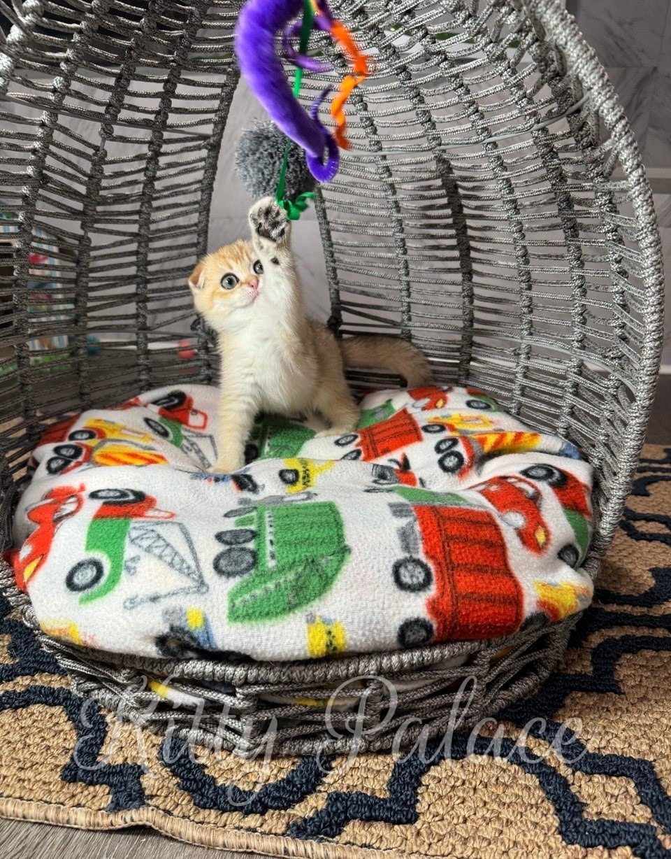 Cute Fold kitten playing with a hanging purple and orange toy inside a cozy woven basket, sitting on a soft fleece blanket with car designs