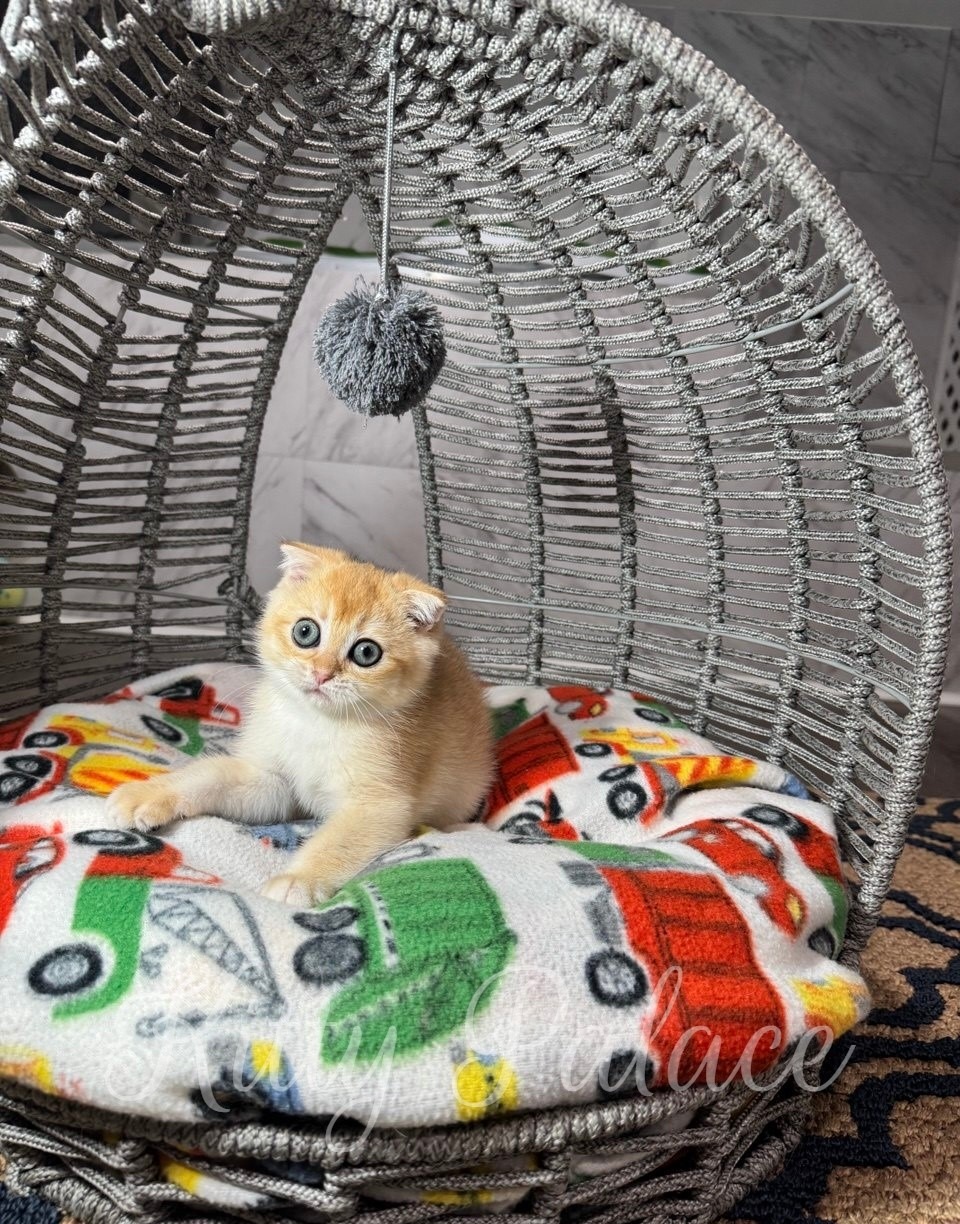 Cute golden Scottish Fold kitten with big blue eyes lying on a kids-themed blanket in a wicker cat bed