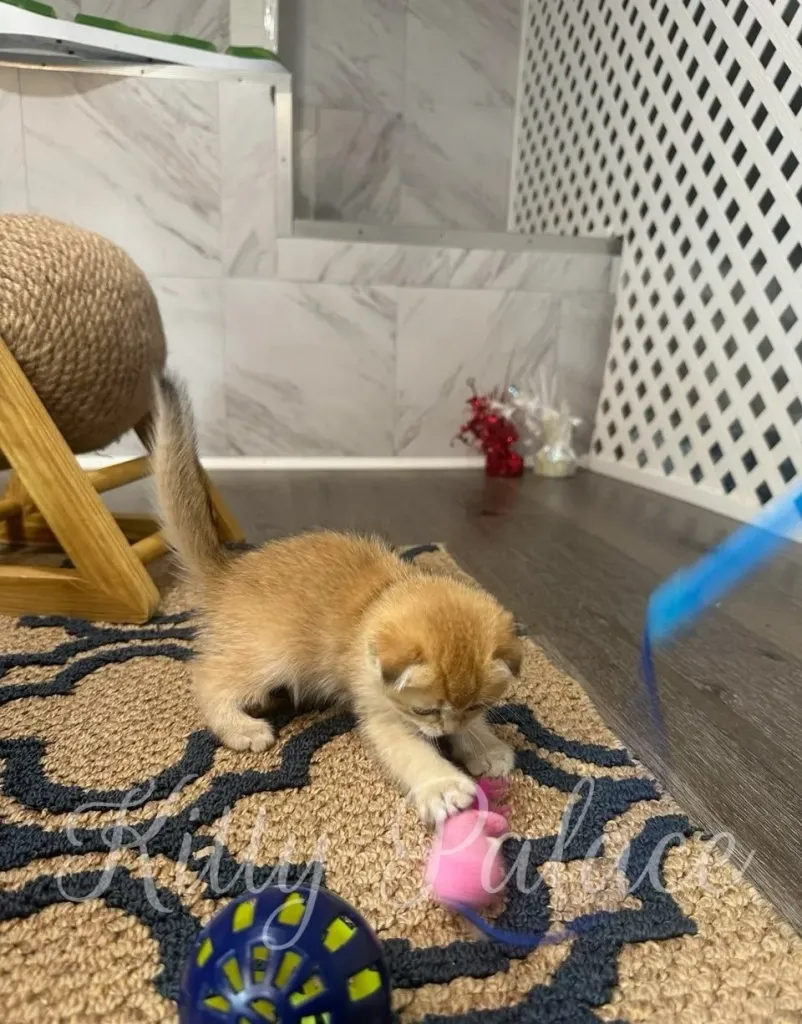 Kitten playing with a pink toy mouse on a patterned rug