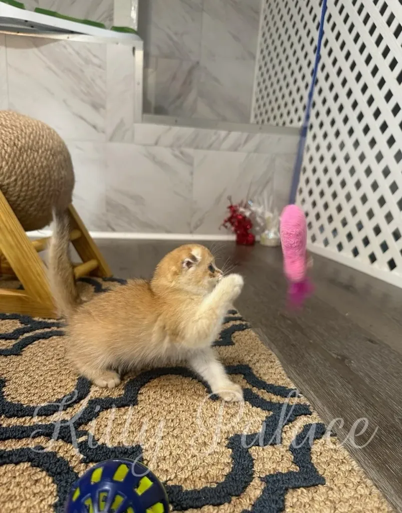 Playful kitten reaching for a dangling pink toy in the corner of the room