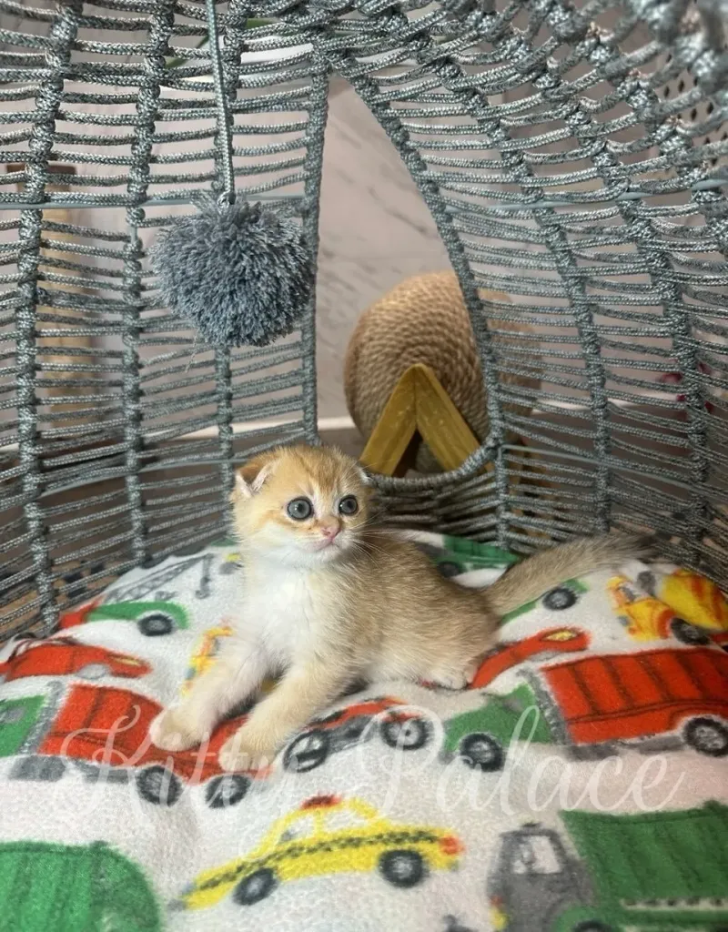 Tiny kitten resting on a blanket inside a cozy gray basket