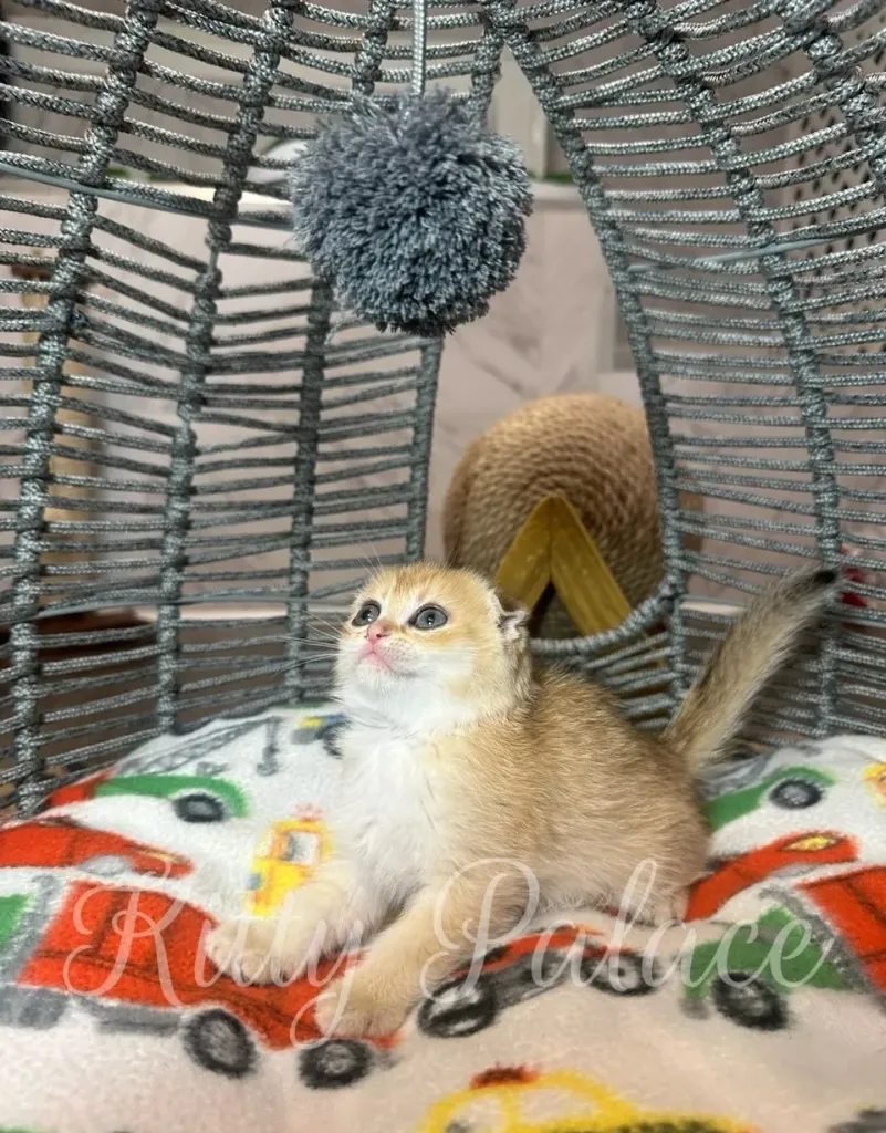 Fold kitten Eileen relaxing inside a wicker dome bed