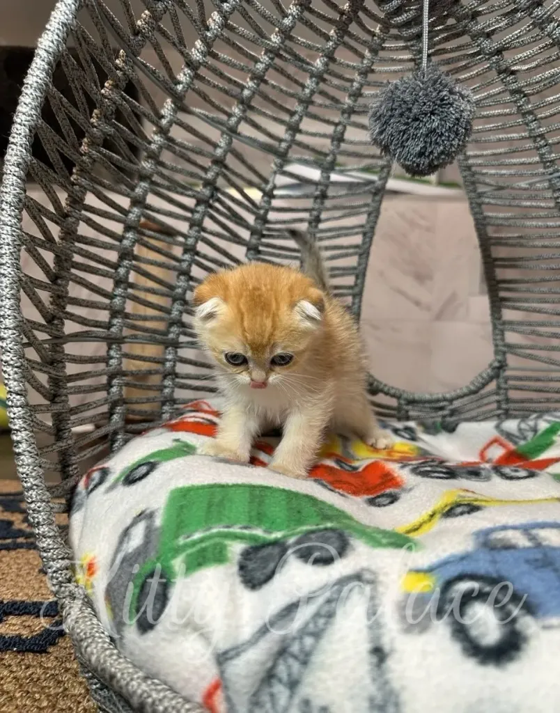 Fluffy kitten lying on a children’s blanket with cartoon vehicles