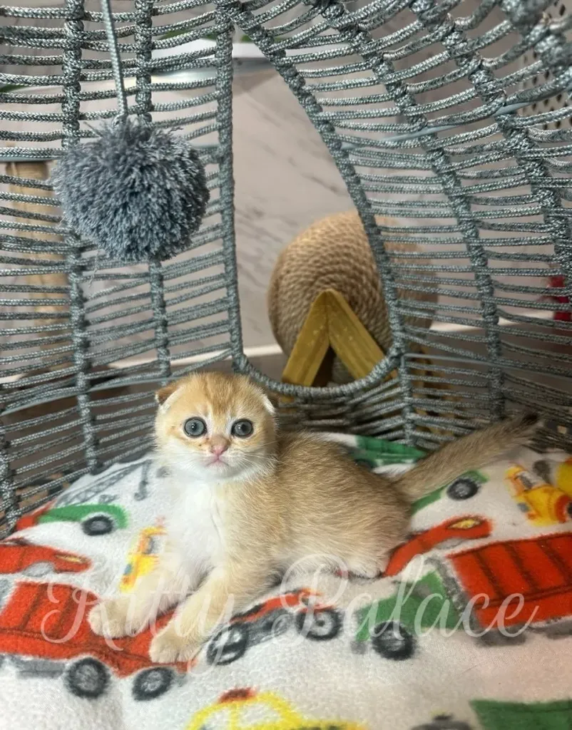 Scottish Fold Eileen watching a toy with bright eyes