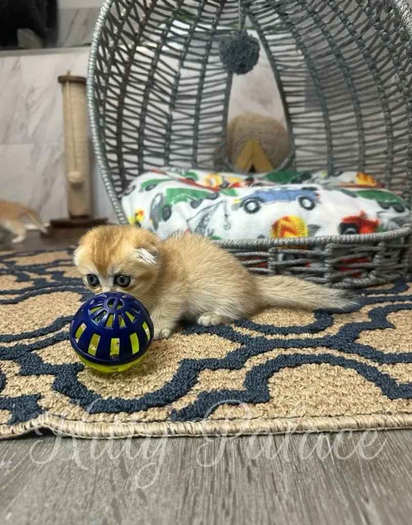 Emerald, playful Munchkin kitten, interacting with a blue and yellow toy ball. Buy ginger kitten with curiosity, beauty and brains.