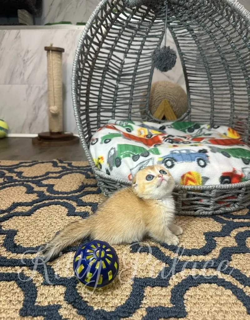 Emerald the kitten caught mid-crawl, exploring the room confidently with her short legs. A rare ginger kitten for sale in the U.S.