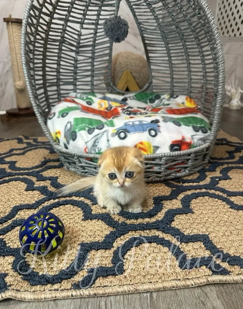 Tiny ginger Munchkin kitten Emerald glancing to the side on a warm rug, her small folded ears and round body capturing hearts. Buy ginger kitten like no other.