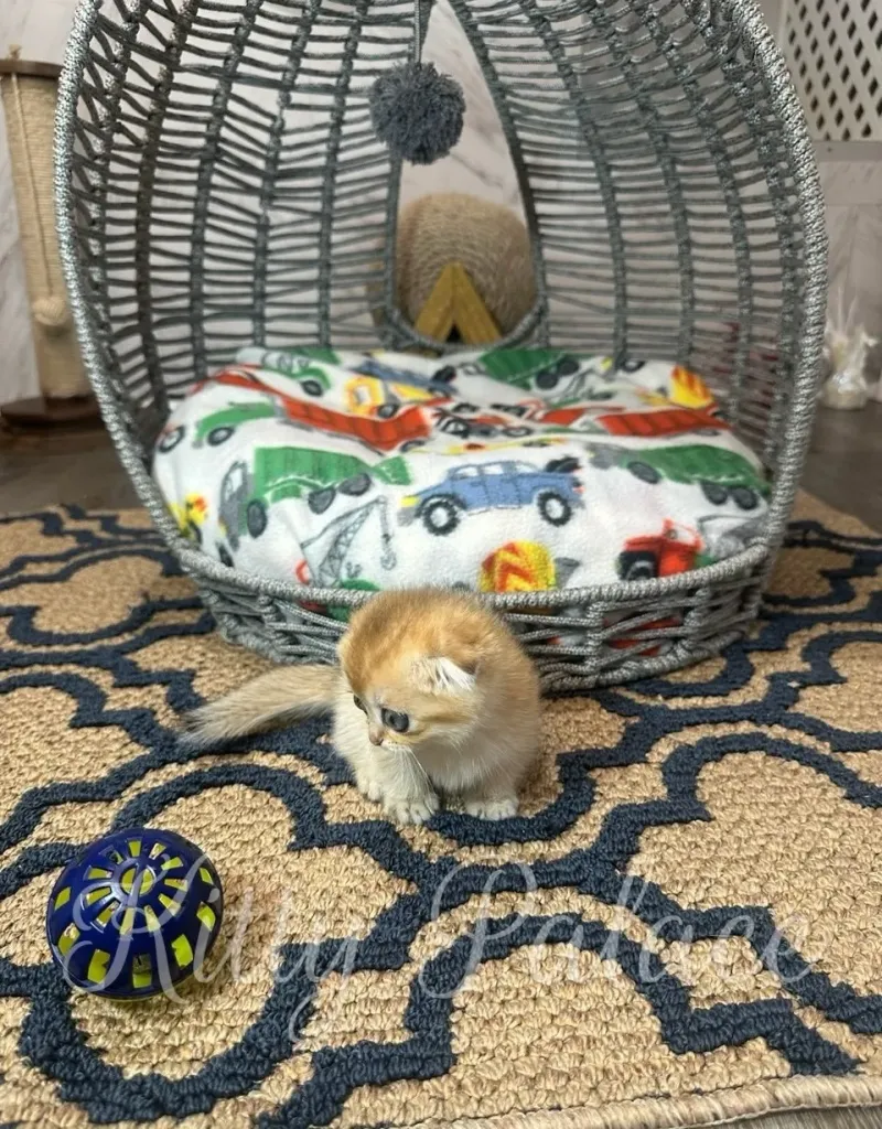 Adorable Munchkin kitten Emerald sitting in front of her cozy bed, glowing with soft golden fur and sweet expression. A perfect match for those who want to buy ginger kitten.