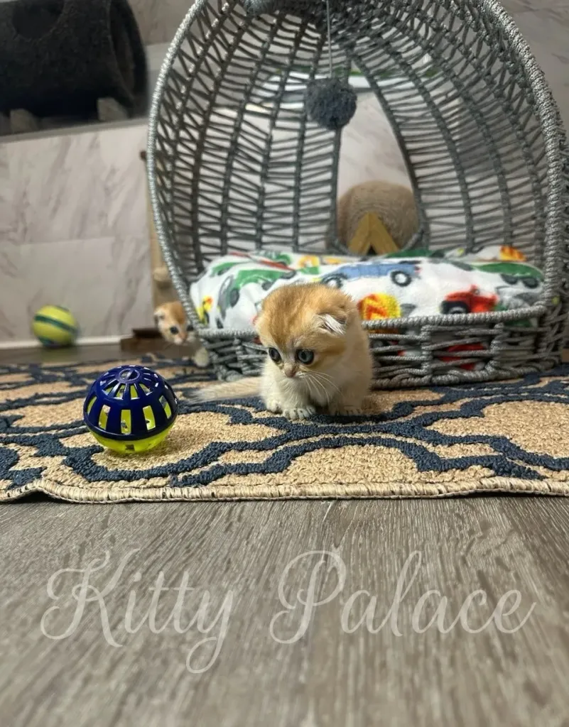 Munchkin kitten Emerald looking curiously to the side inside a cat dome, wrapped in soft textures and kitten toys. Buy ginger kitten full of personality.