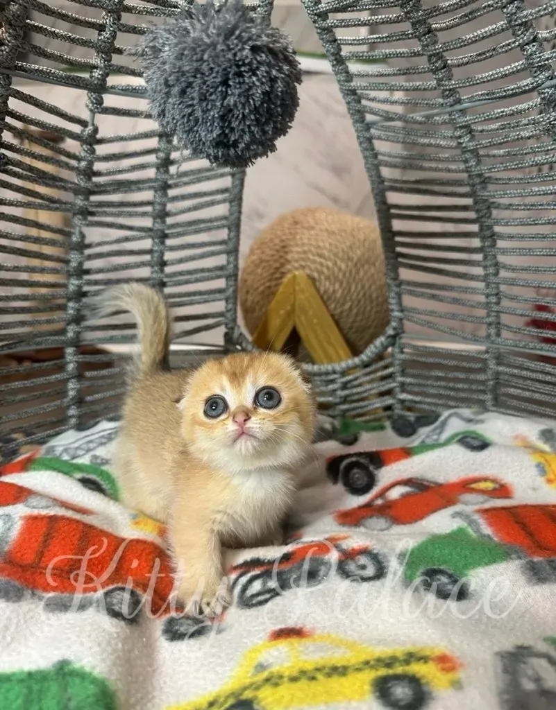 Tiny golden kitten looking out from the corner of the sofa