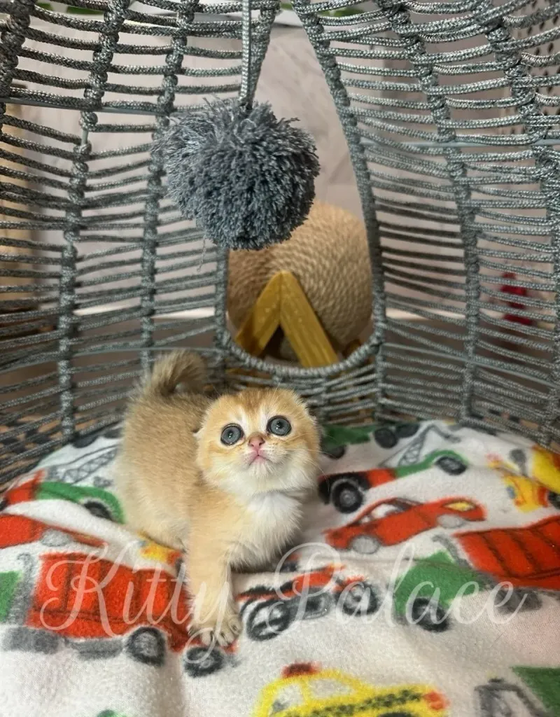 Emerald, a Munchkin Fold kitten, stretching playfully under a pom-pom in a wicker cat bed. A perfect choice for those who want to buy ginger kitten.